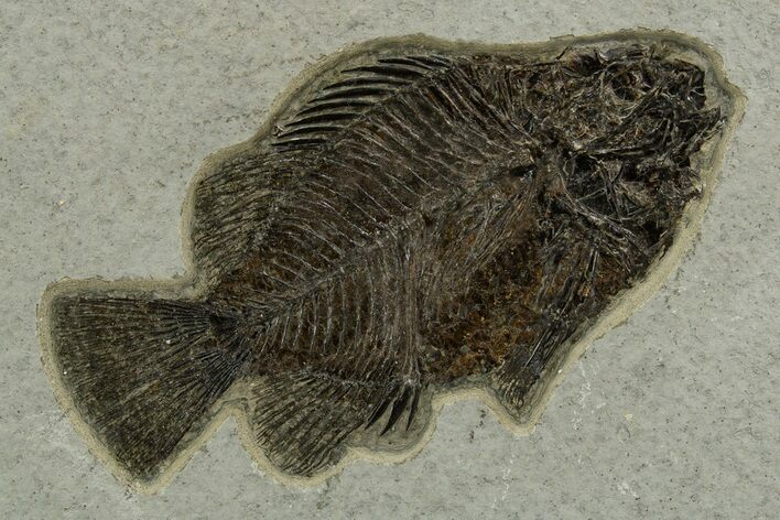 Detailed Fossil Fish (Cockerellites) - Wyoming #328097
